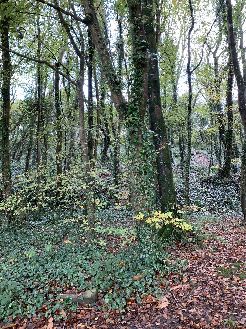 Peaceful, greens, yellows, lines, leaves