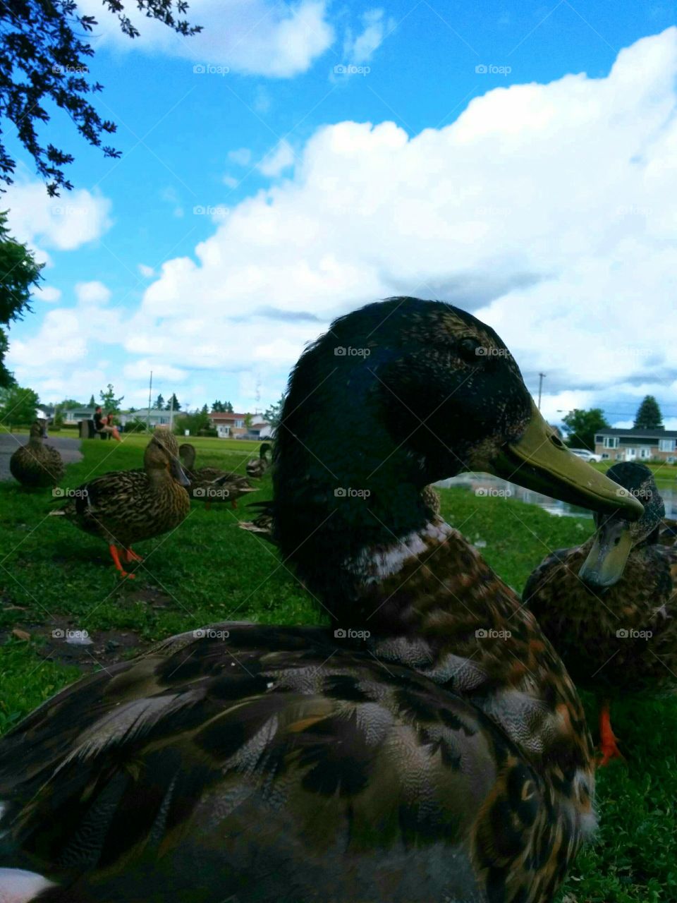 Ducks on the path. Ducks walking and eating along a bike path