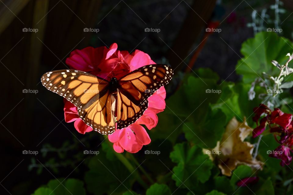 Beautiful Butterflies 