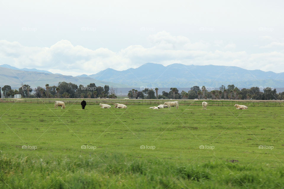 Pasture 