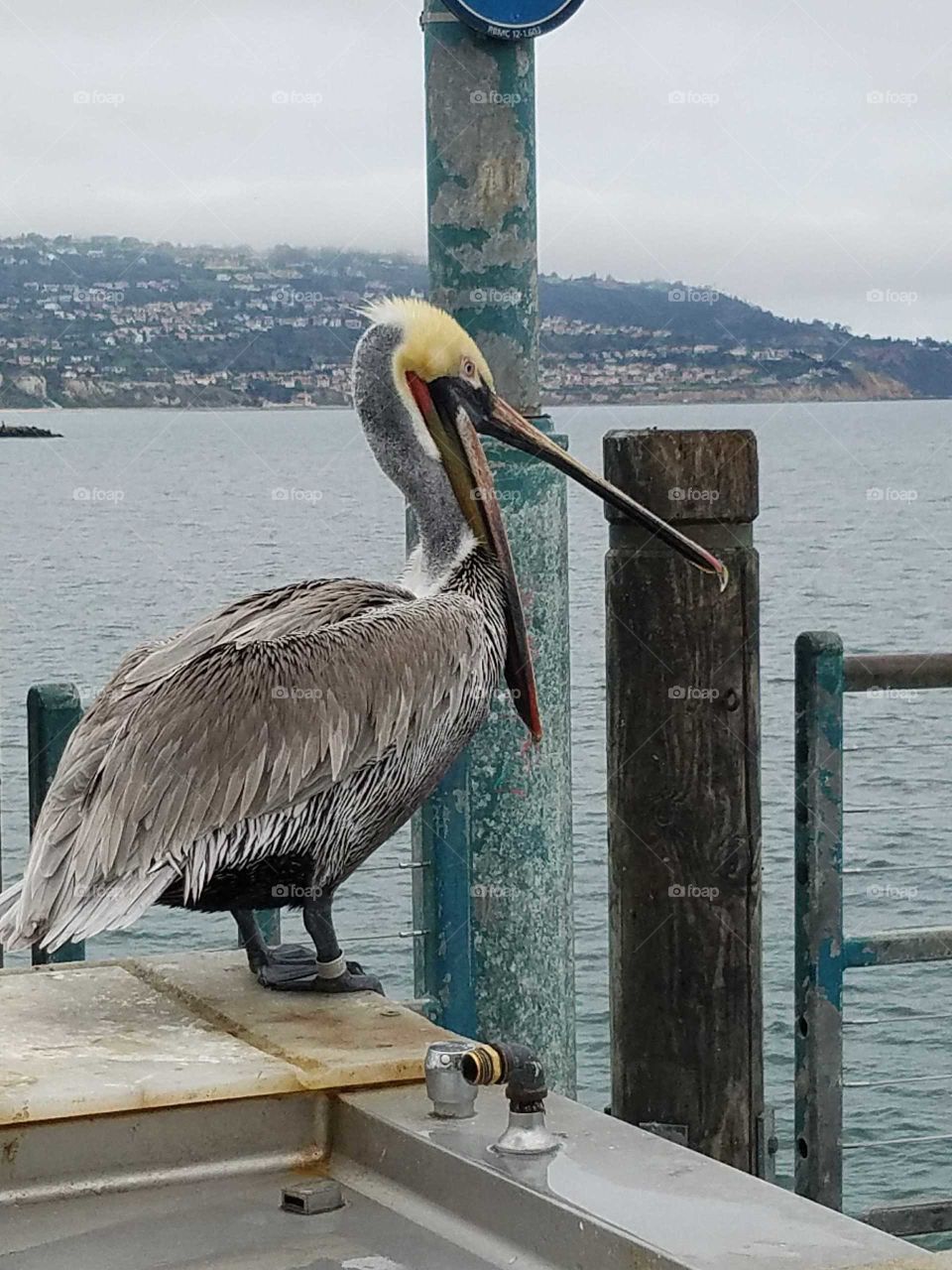 Yawning pelican on Redondo Beach Pier