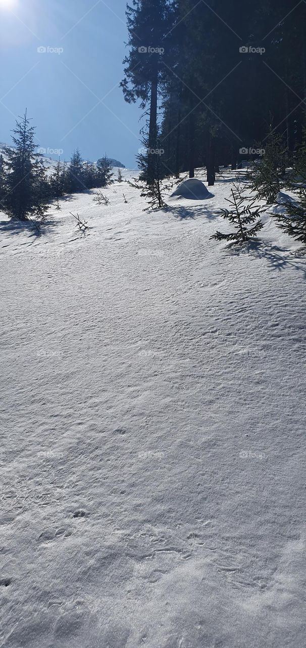 The forest on the mountains, during winter time