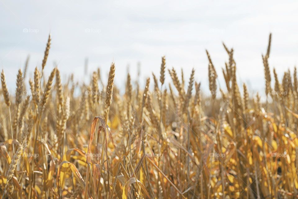 wheat field