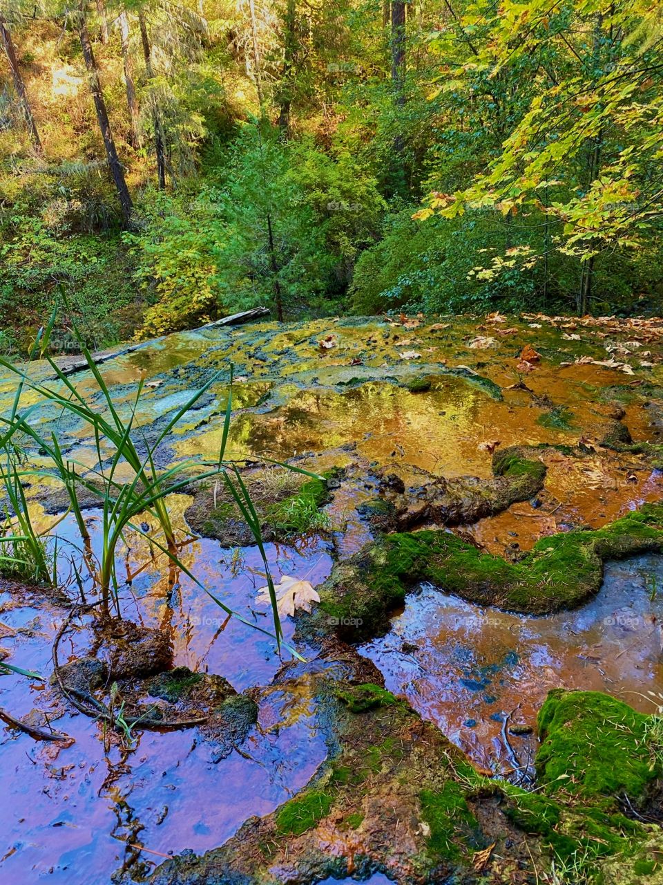 Natural spring Somewhere in Oregon.