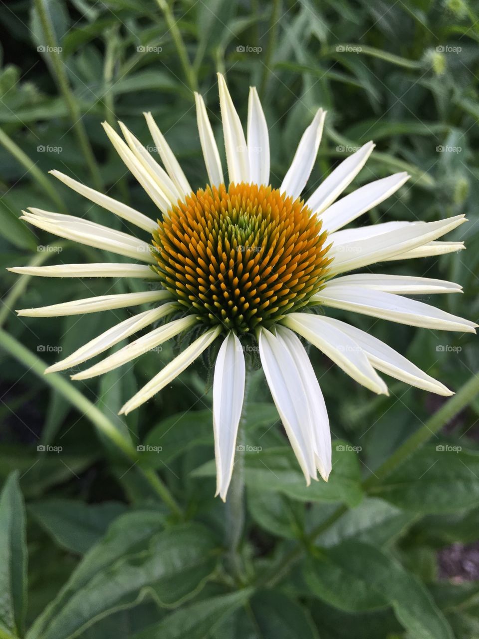 Coneflower 