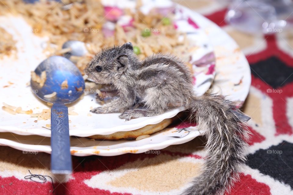 #Squirrel eats food.