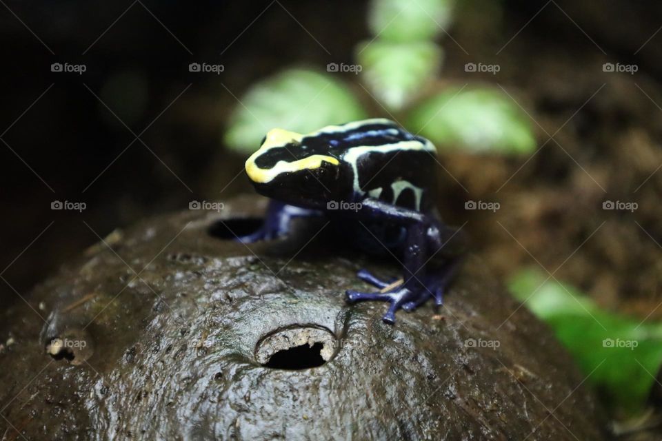 Close up of a frog 🐸