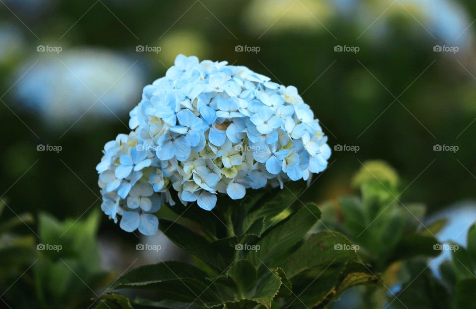 blue  beautiful wildflowers