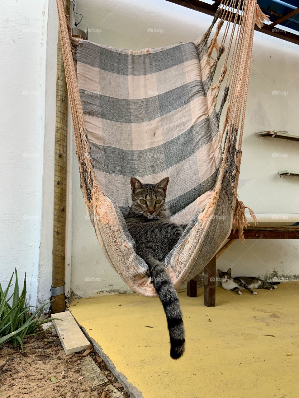 Cat sitting on hammock 