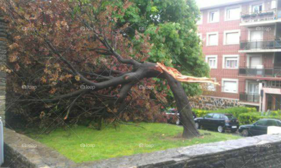 TREE PARTY FOR A RAY.