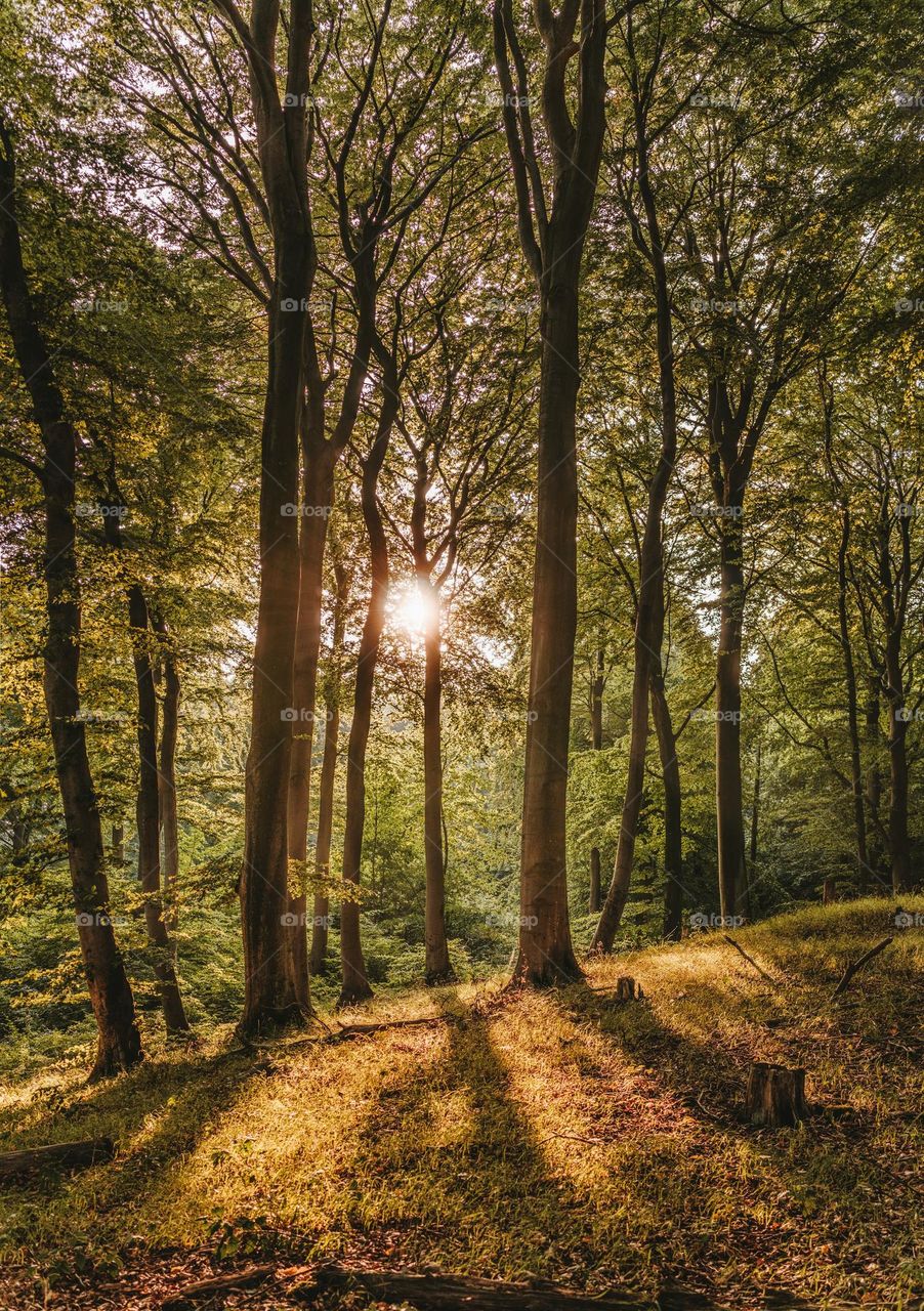 sunlight in the forest