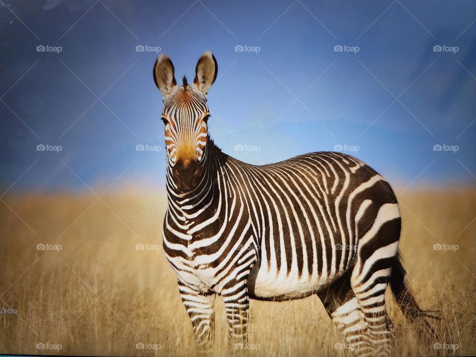 zebra