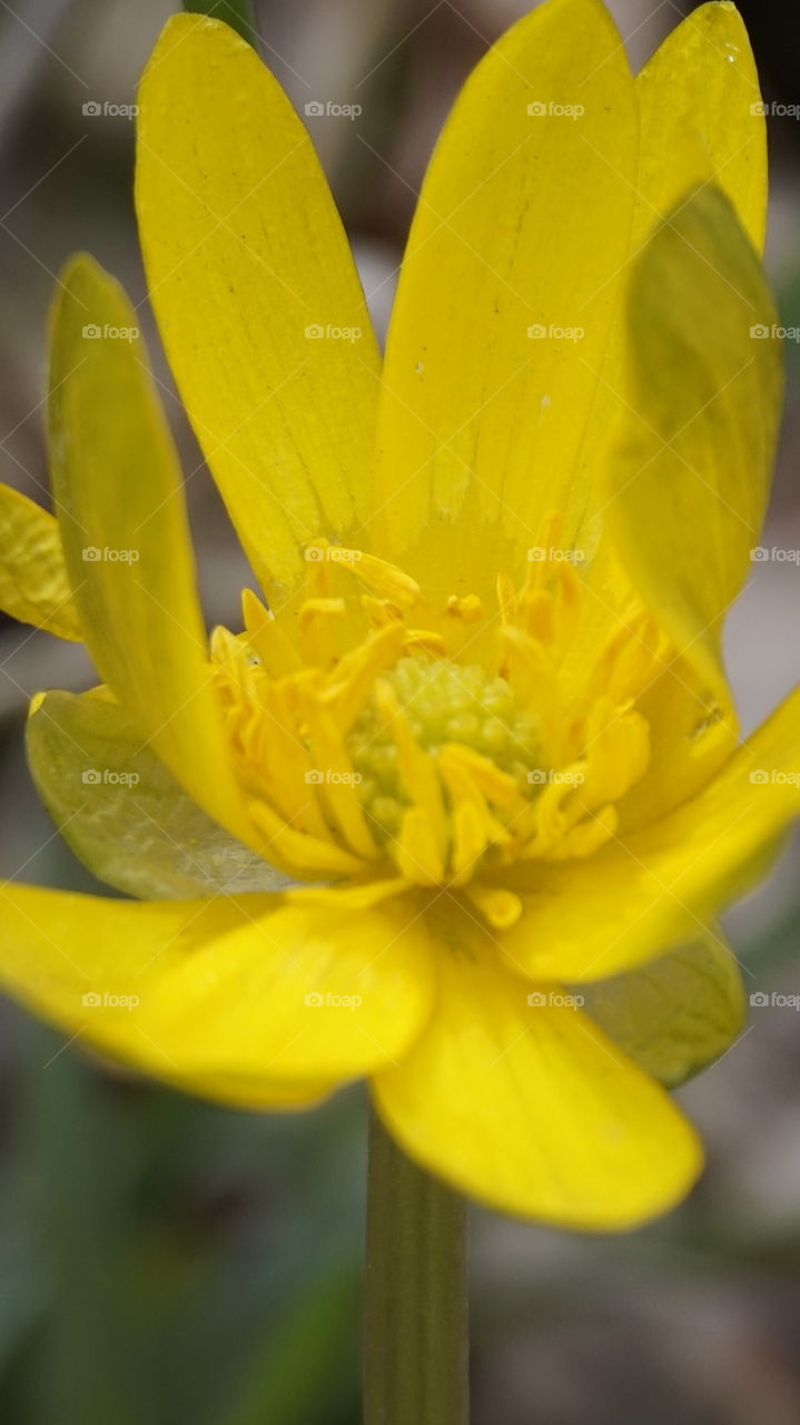 spring flower. nature