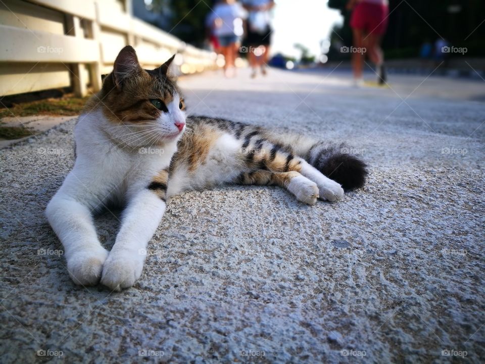 Cat sitting on the floor.