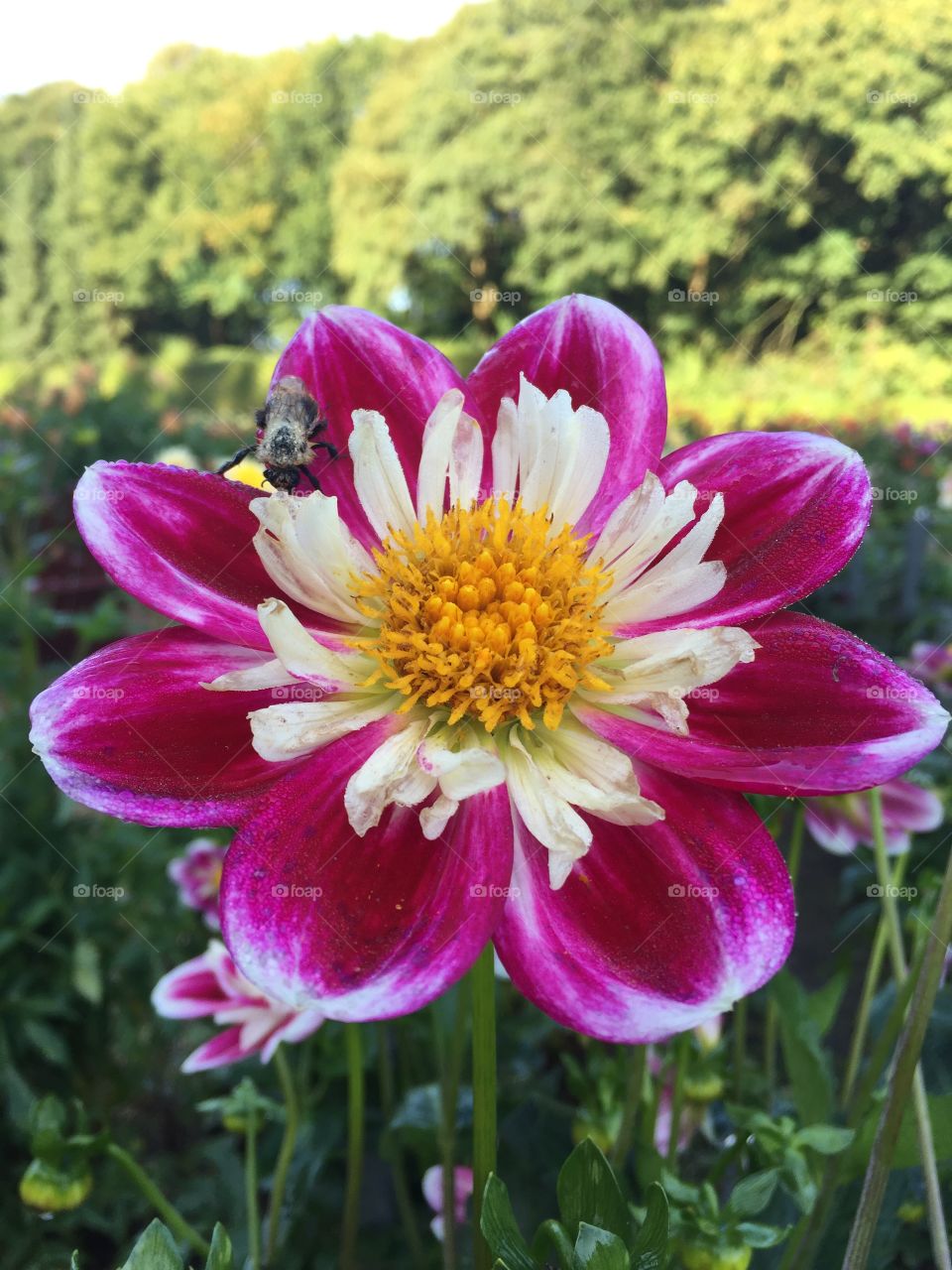 Close-up of Dahlia