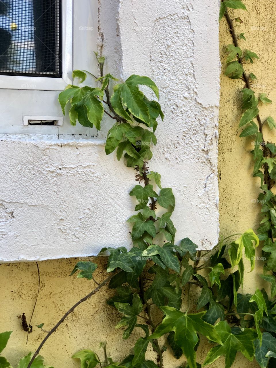 Crazy Plant People Foap Mission! Vintage Look, Ivy Growing On Window Sill