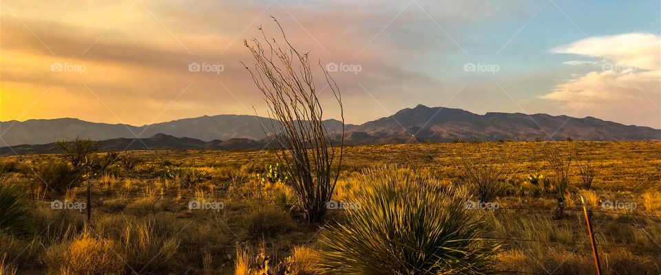 Desert Landscape 