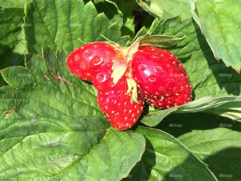 Strawberry 