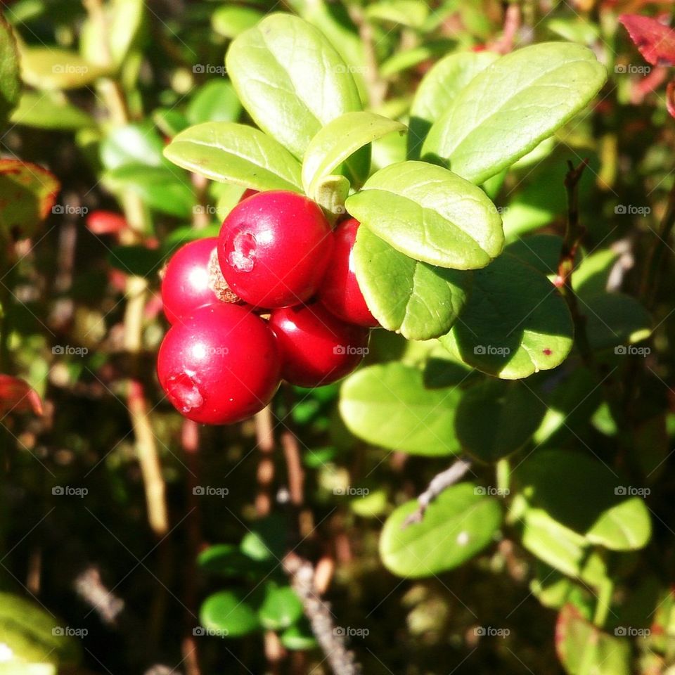 Swedish berry 