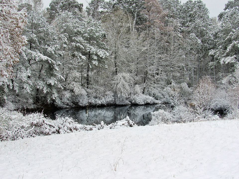 snow covered trees water reflections