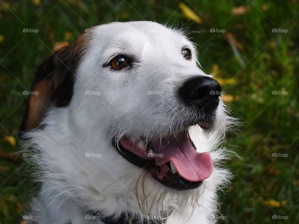Cute dog and fall foliage 