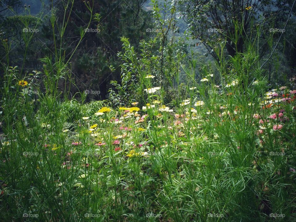 Wild flowers in Munnar, Kerala