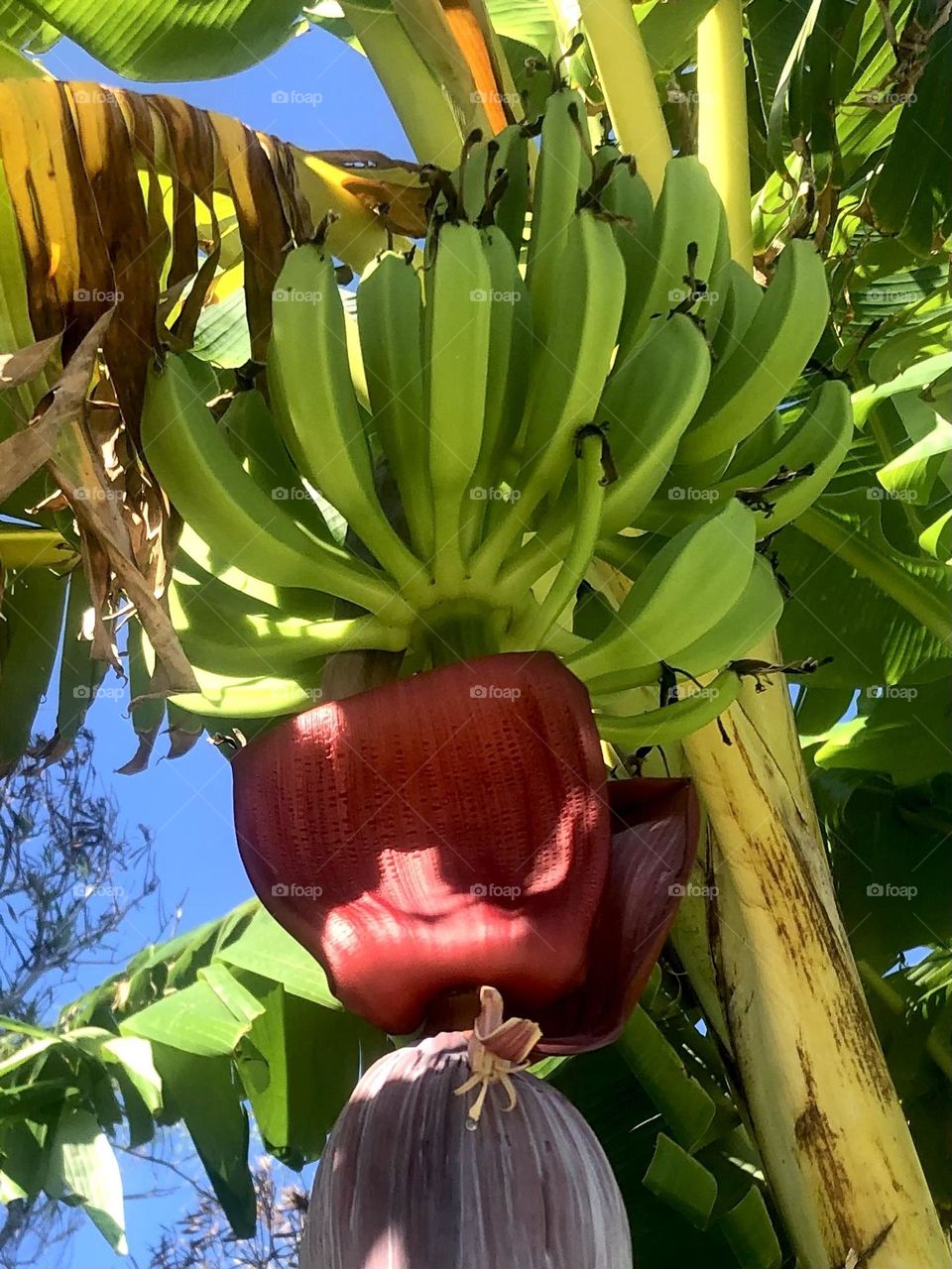 Editor’s choice. Closeup of plantain tree with unripe plantains waiting to ripen! 🍌