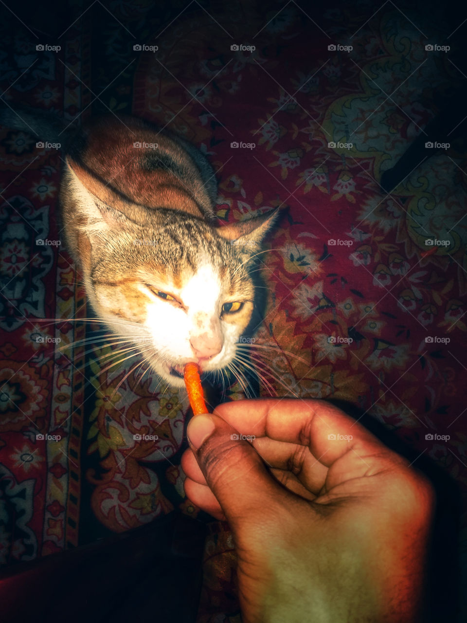 cute cat eating foods