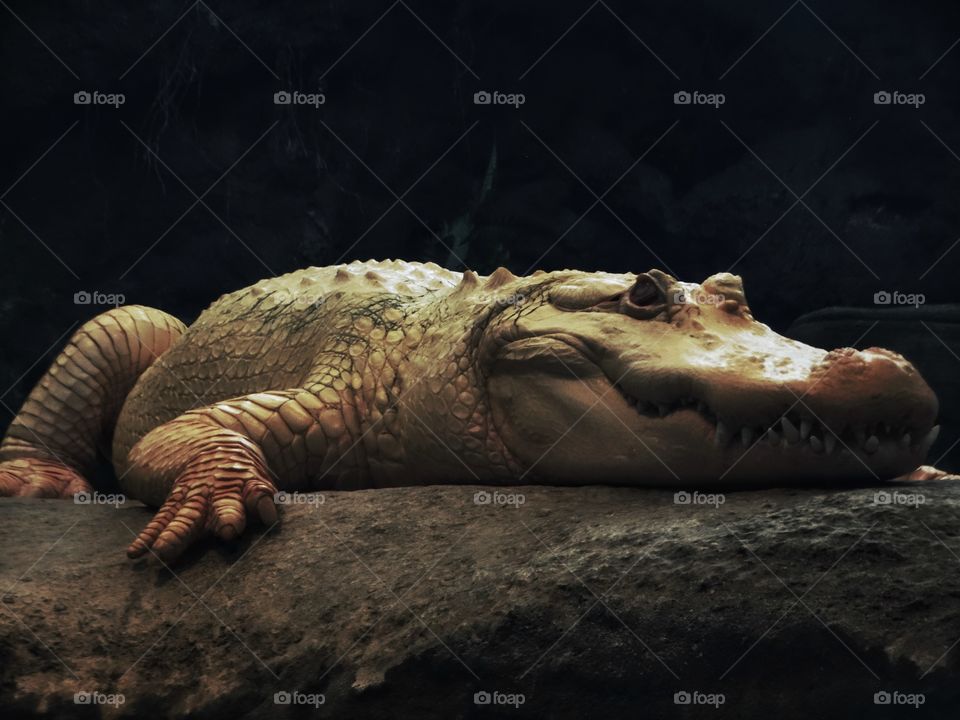 Albino Alligator