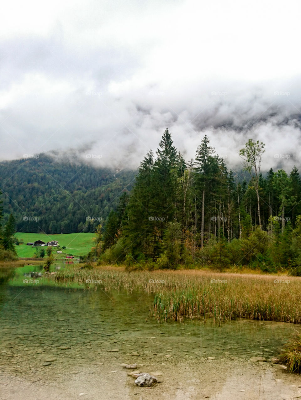 pine forest and Austrian village