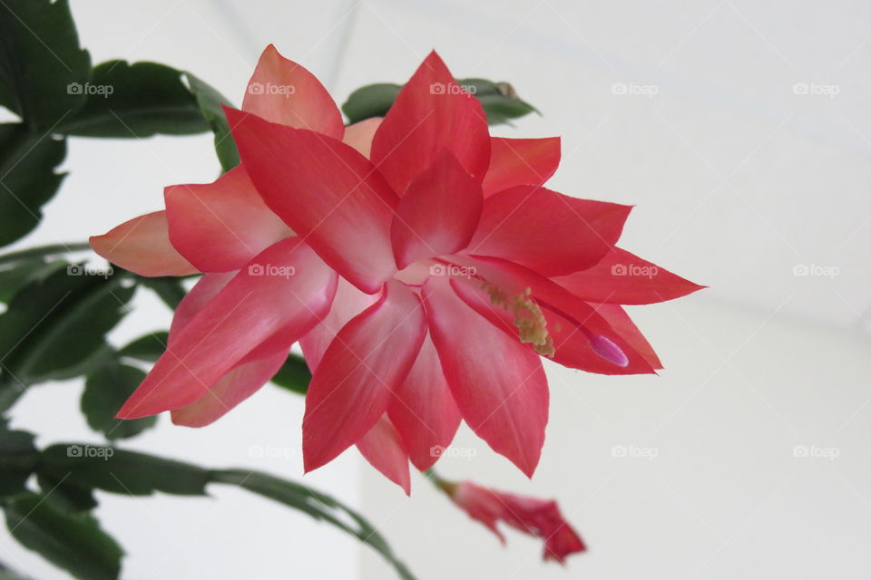 Christmas cactus