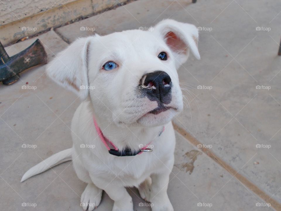 blue healer. our healer puppy has gorgeous eyes