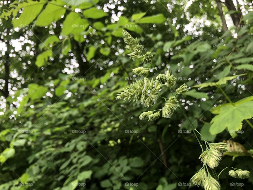HD Grass CloseUp Shot for Nature Lovers | Green Forest Photo Green And Yellow Nature shot