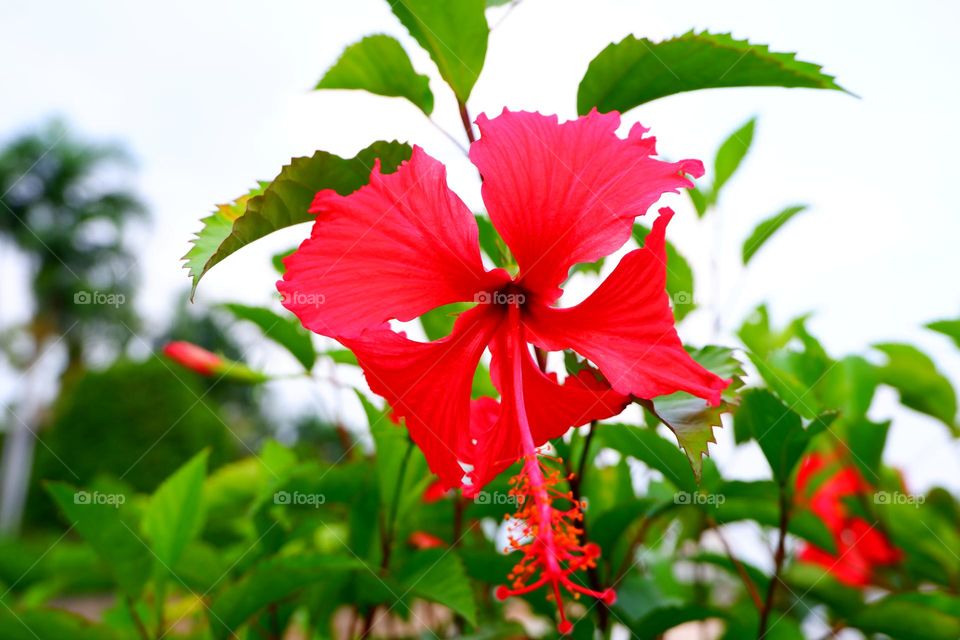pink flowers and pollen green leaf backdrop