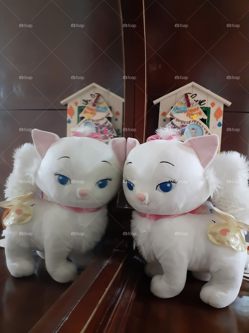 blue eyes white  cat in front of the mirror.