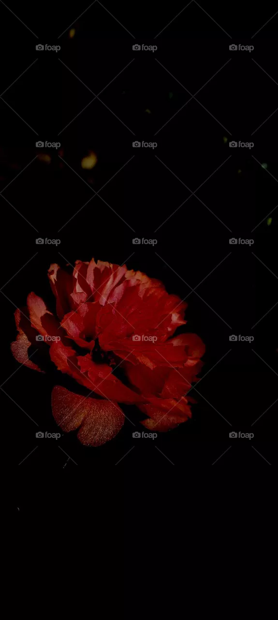 naturelover , dark background, beautiful flowers