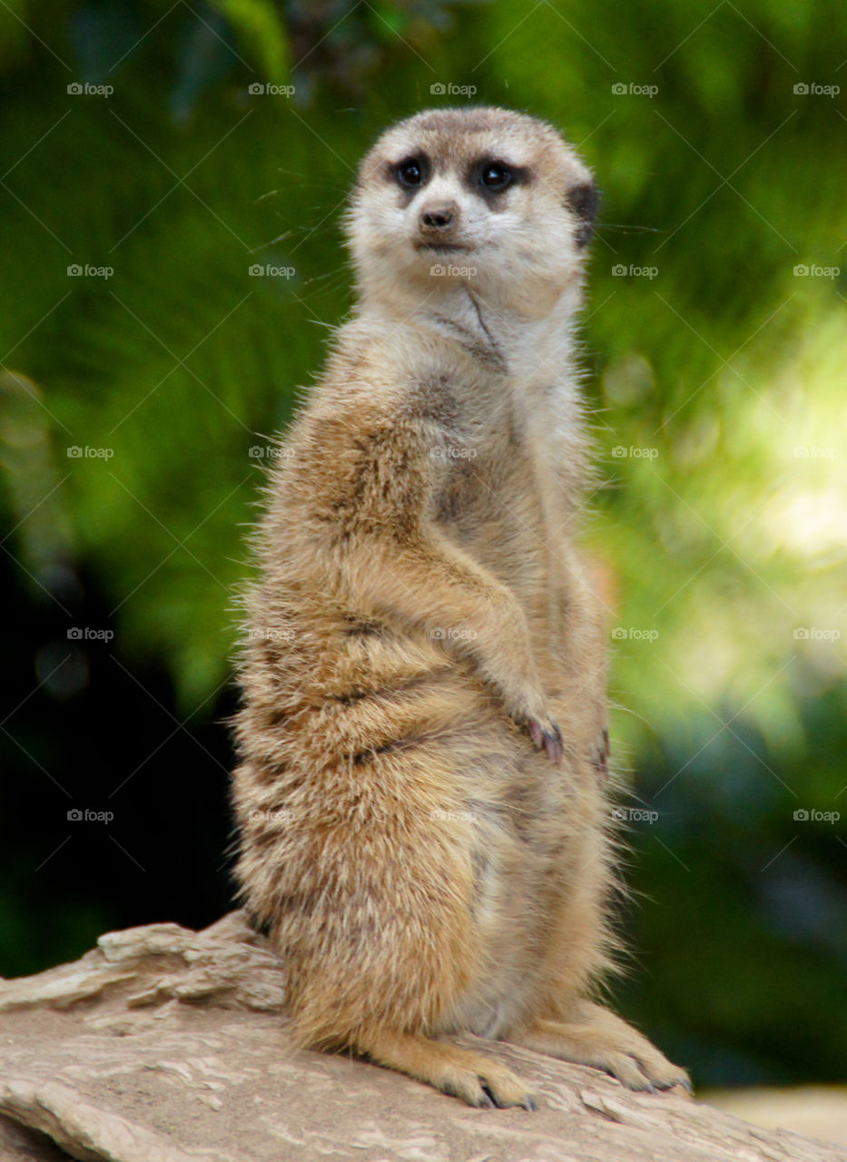 Portrait of meerkat