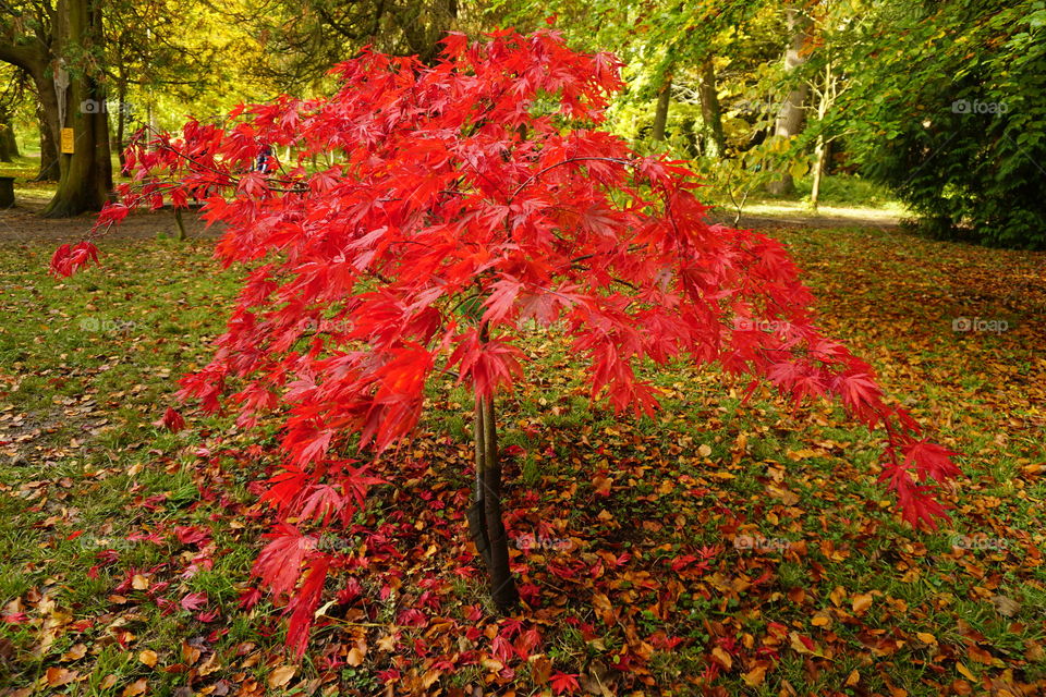 Beautiful young red Acer tree ... 