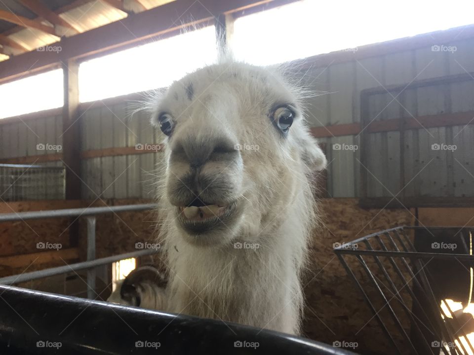 Shocked llama. 