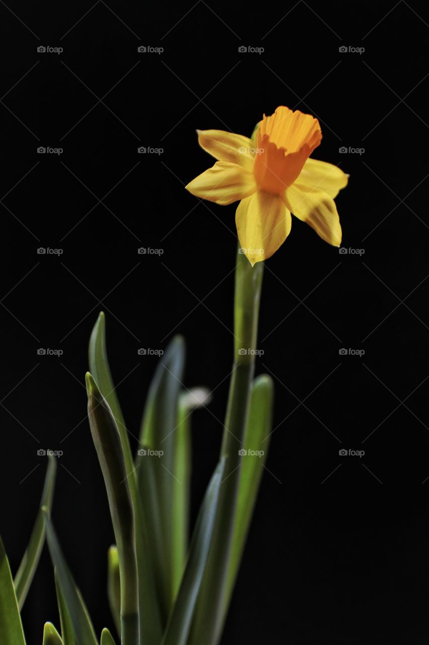Yellow narcissus on the black background 