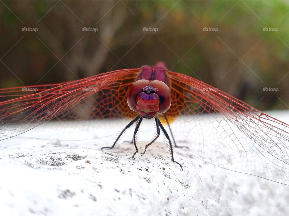 The face of a red dragonfly.