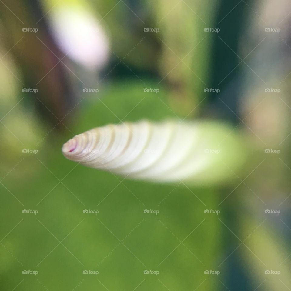 Morning Glory bud