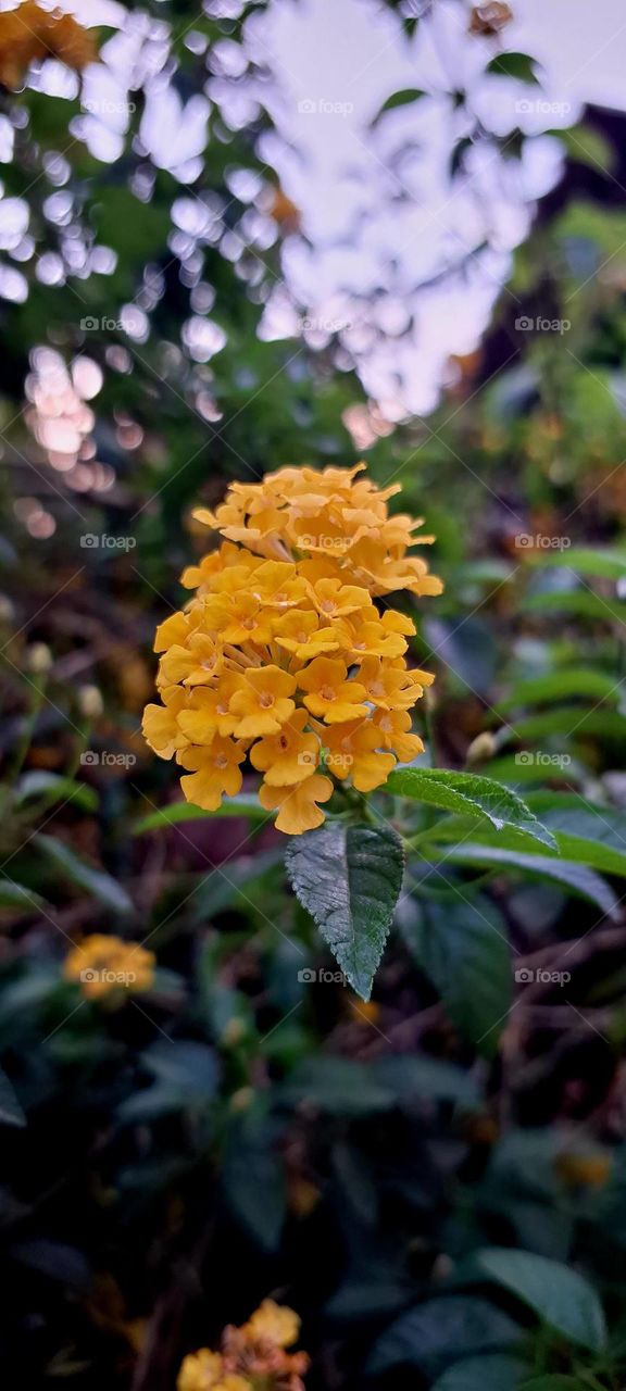 Lantana