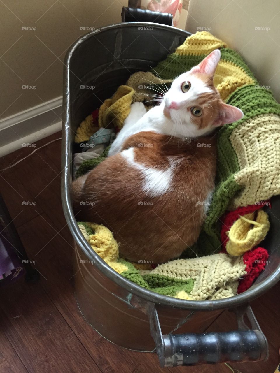 Cat in a bin