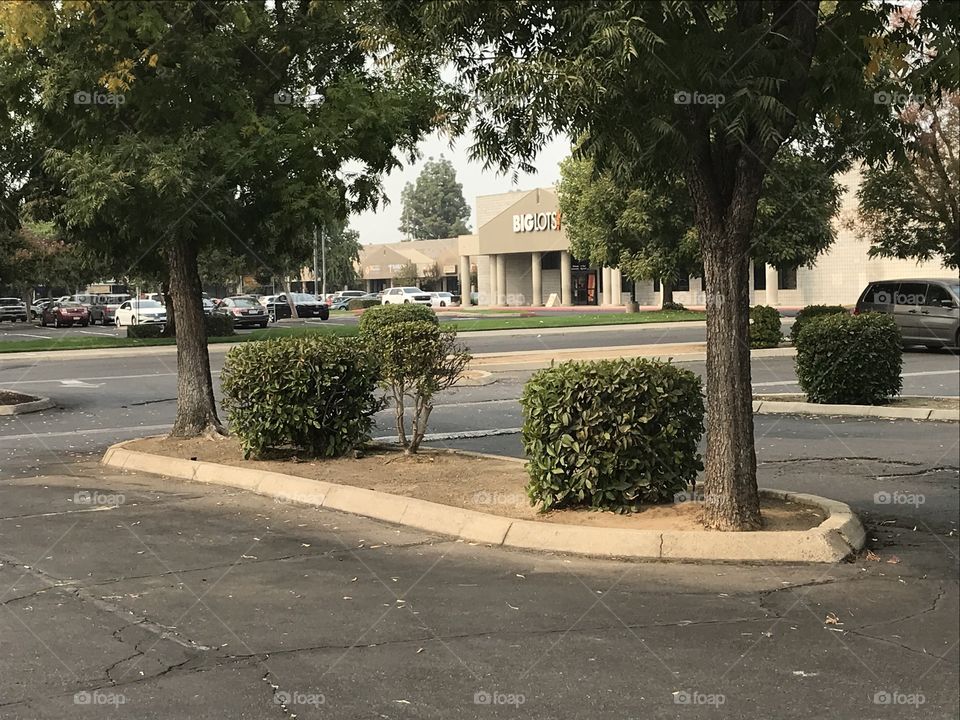 Two trees and three hedges in the parking lot of a shopping center.