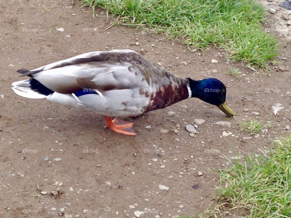 Stretching mallard