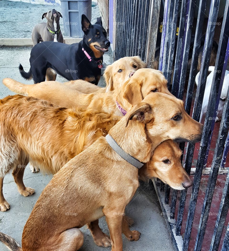 Arranging themselves by color