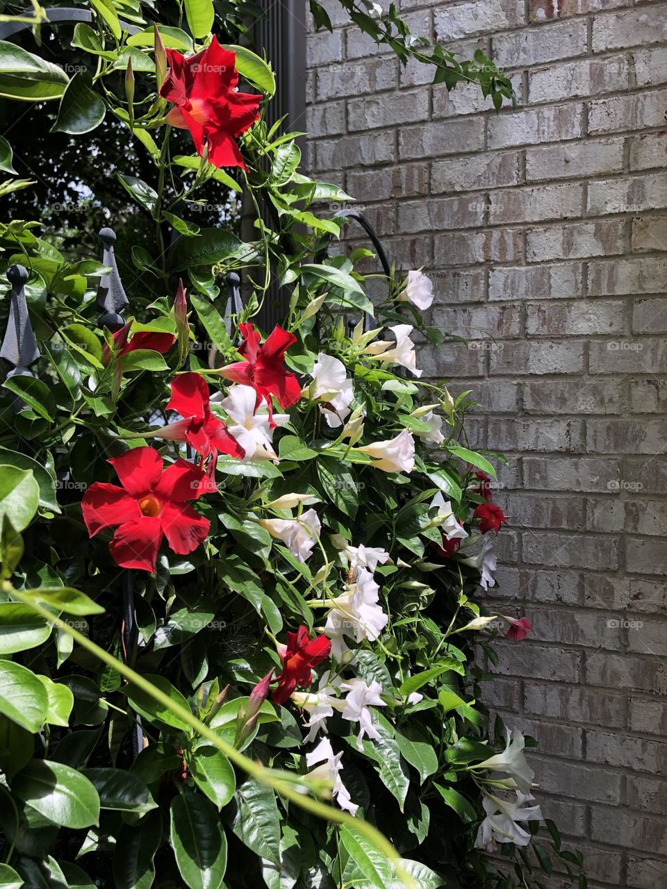 Mandevilla plant blooming in backyard red and white flowers container gardening in summer pretty petals patio plants trellis 