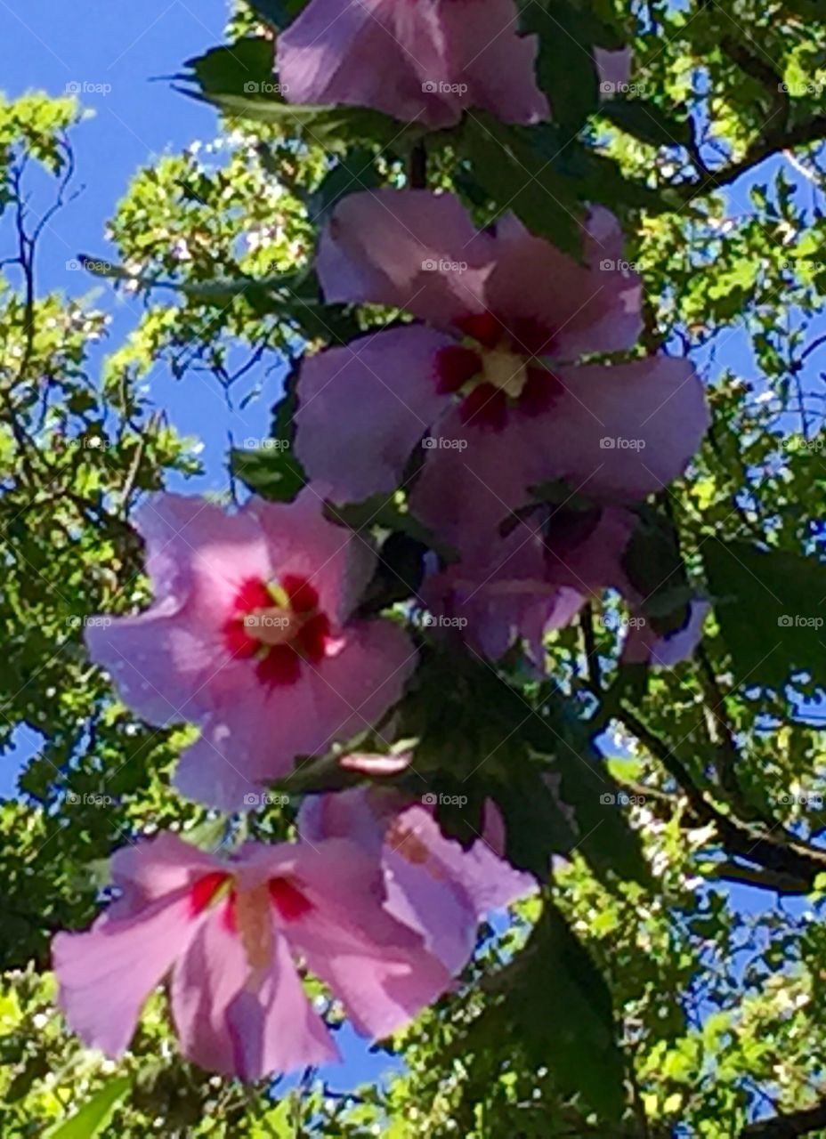 Hibiscus against the sky