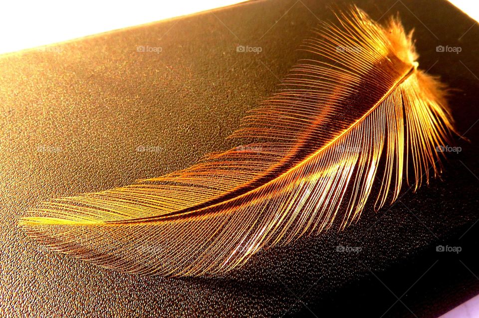 golden feather